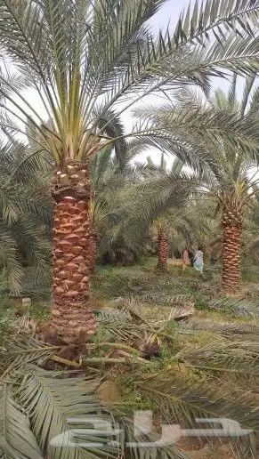 نخل واشنطن درجه اولى ونخل عربي جميع المقاسات متوفره 5
