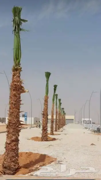 نخل واشنطن درجه اولى ونخل عربي جميع المقاسات متوفره 2