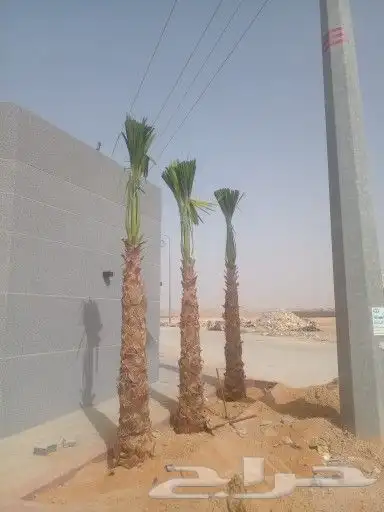 نخل واشنطن درجه اولى ونخل عربي جميع المقاسات متوفره 8