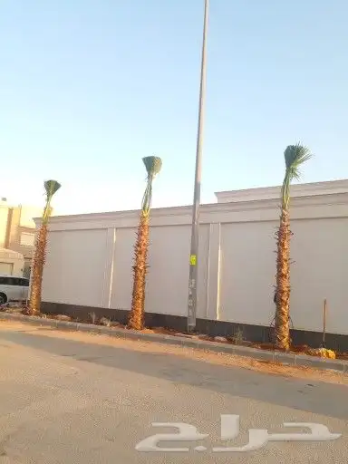 نخل واشنطن درجه اولى ونخل عربي جميع المقاسات متوفره 7