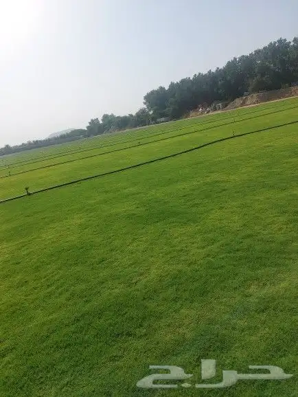 عشب طبيعي ثيل طبيعي نجيله طبيعي 1