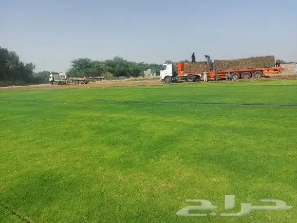 عشب طبيعي ثيل طبيعي نجيله طبيعي 5