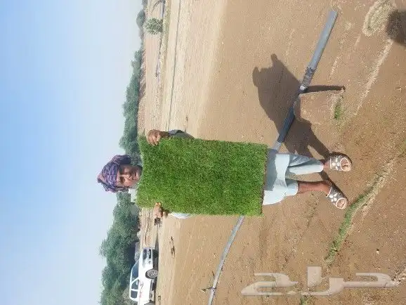 عشب طبيعي ثيل طبيعي نجيله طبيعي 0