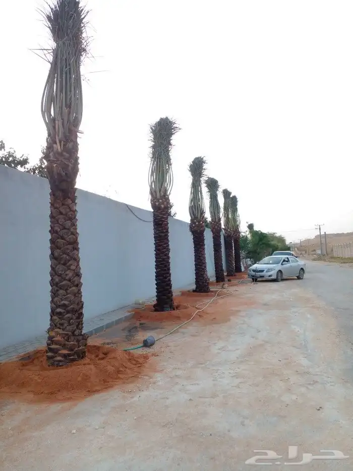 نخل واشنطن درجه اولى ونخل عربي جميع المقاسات متوفره 4