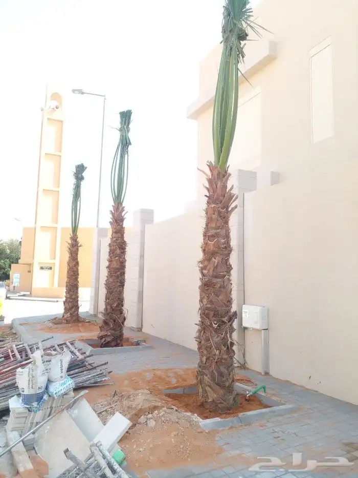نخل واشنطن درجه اولى ونخل عربي جميع المقاسات متوفره 1