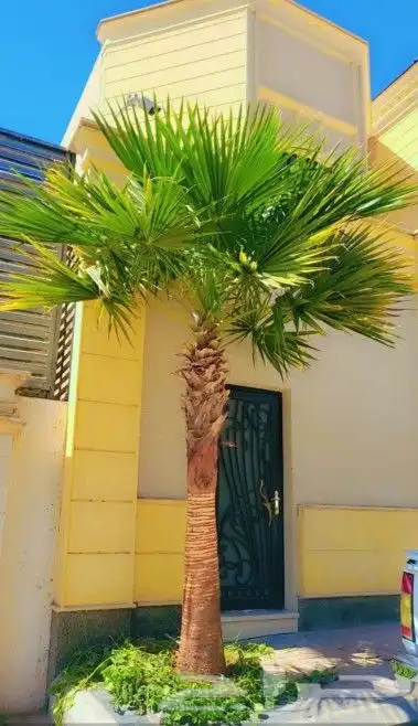 واشنطني نخل زينه ابومروحه درجه اولا نحيف 9