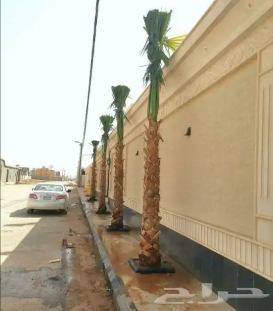 واشنطني نخل زينه ابومروحه درجه اولا نحيف 5