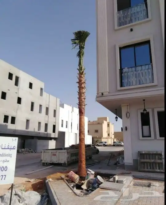 واشنطني نخل زينه ابومروحه درجه اولا نحيف 3