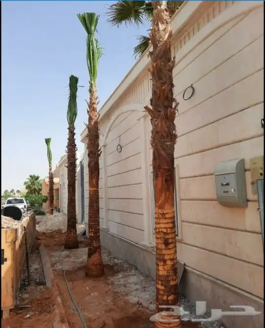 واشنطني نخل زينه ابومروحه درجه اولا نحيف 4