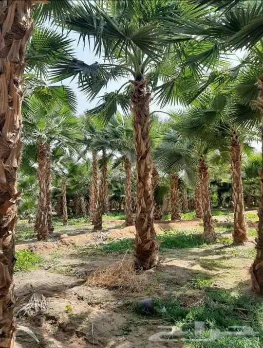 واشنطني نخل زينه ابومروحه درجه اولا نحيف 17