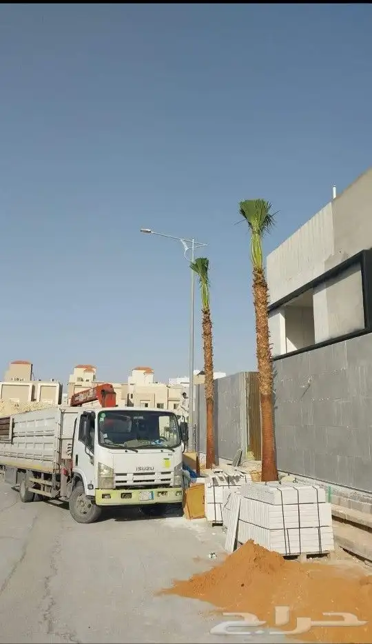 واشنطني نخل زينه ابومروحه درجه اولا نحيف 15