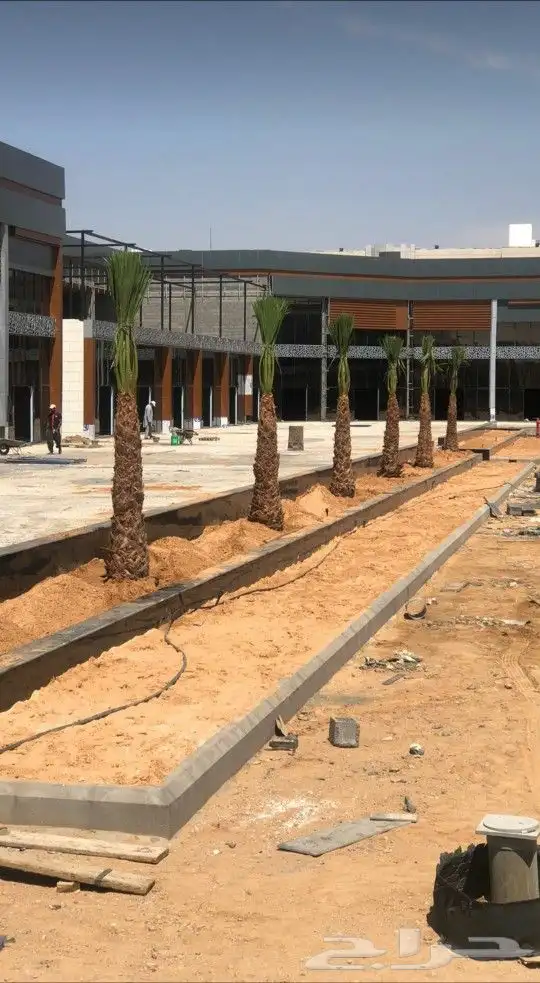 واشنطني نخل زينه ابومروحه درجه اولا نحيف 7