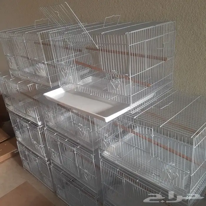 طير بادجي اليف جدآ ( تم البيع ) 2