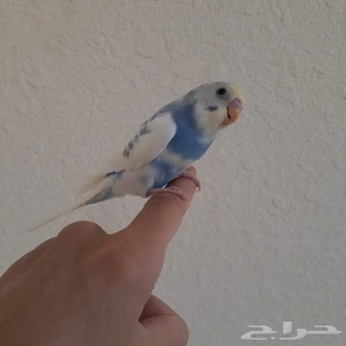 طير بادجي اليف جدآ ( تم البيع ) 0