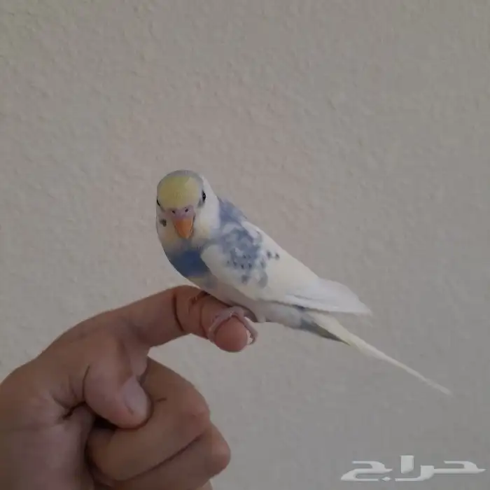 طير بادجي اليف جدآ ( تم البيع ) 1