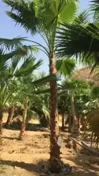 توريد النخيل بكافة انواعها 5