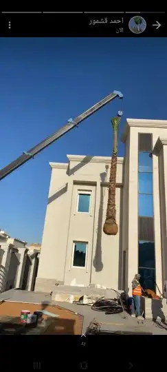 توريد النخيل بكافة انواعها 3