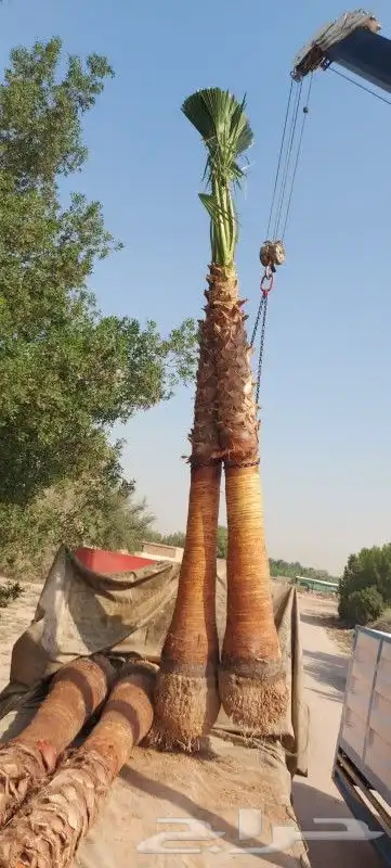 توريد النخيل بكافة انواعها 2