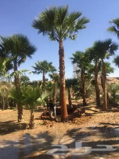 توريد النخيل بكافة انواعها 4