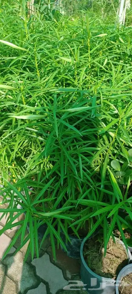 تنسيق حدائق الجبيل الدمام الخبر 8