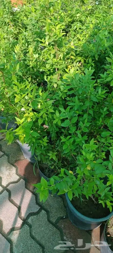 تنسيق حدائق الجبيل الدمام الخبر 4