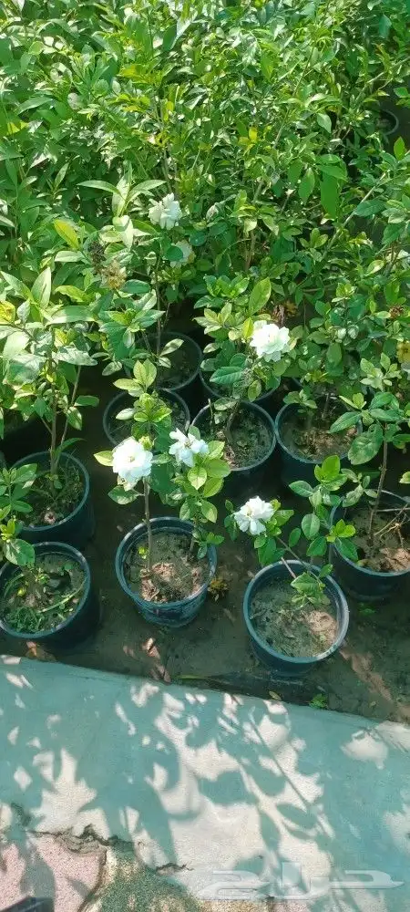 تنسيق حدائق الجبيل الدمام الخبر 7