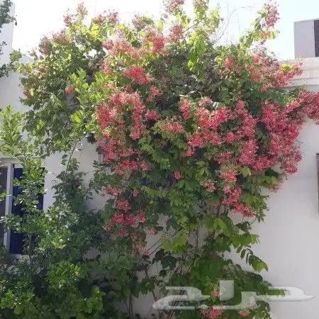 تنسيق حدائق الجبيل الدمام الخبر 17