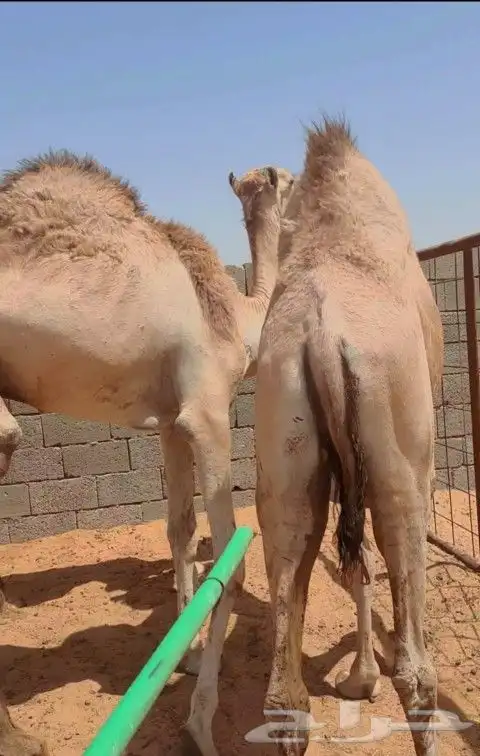 قعدان شحم بريدة 1
