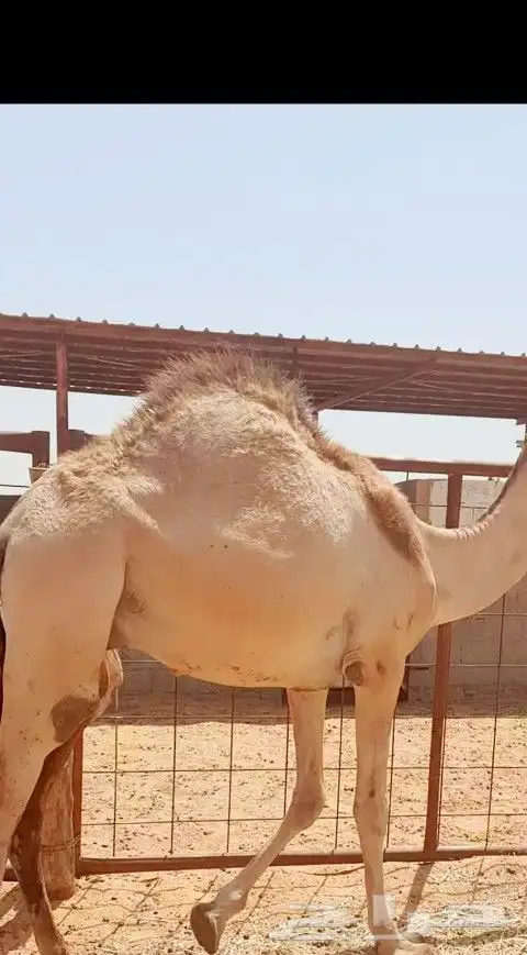 قعدان شحم بريدة 2