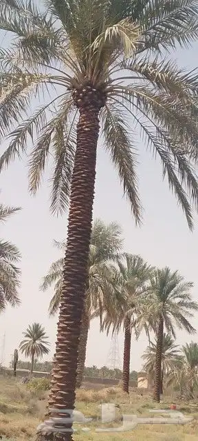 توريد نخيل 2