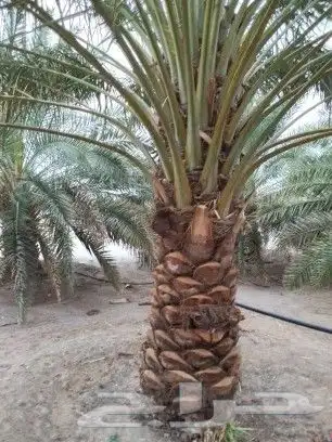 توريد نخيل 6