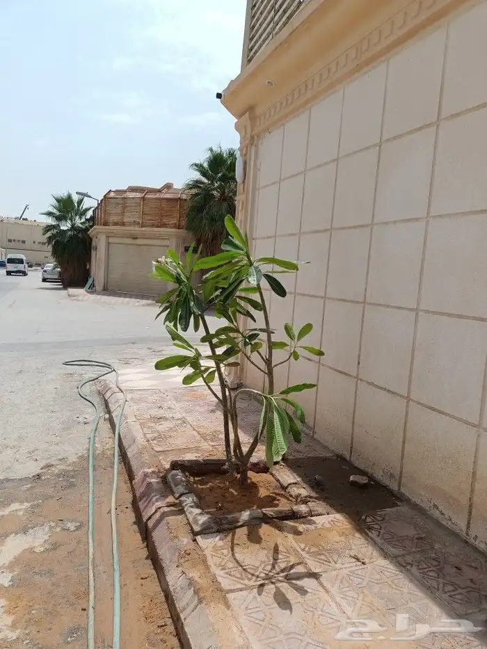 قص الاشجاروالنخيل وترحيل النخيل والاشجار 15