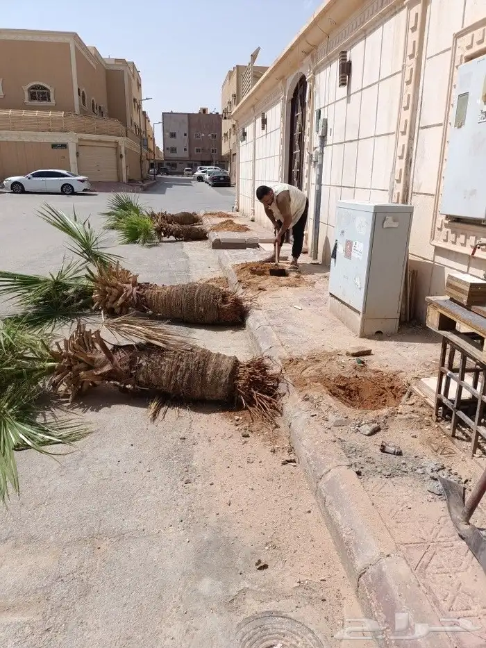 قص الاشجاروالنخيل وترحيل النخيل والاشجار 17