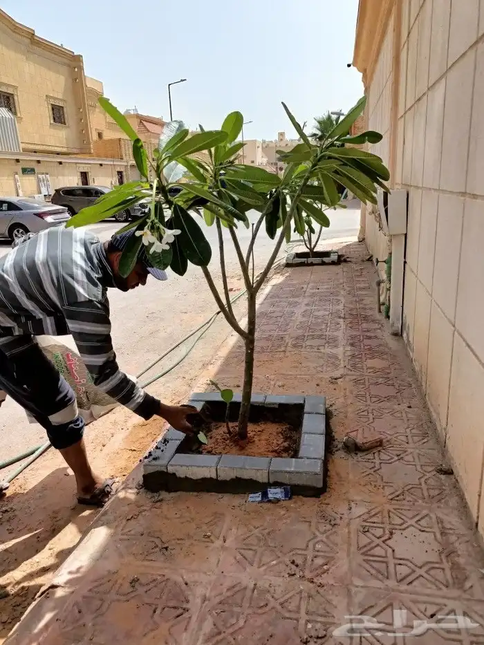 قص الاشجاروالنخيل وترحيل النخيل والاشجار 14