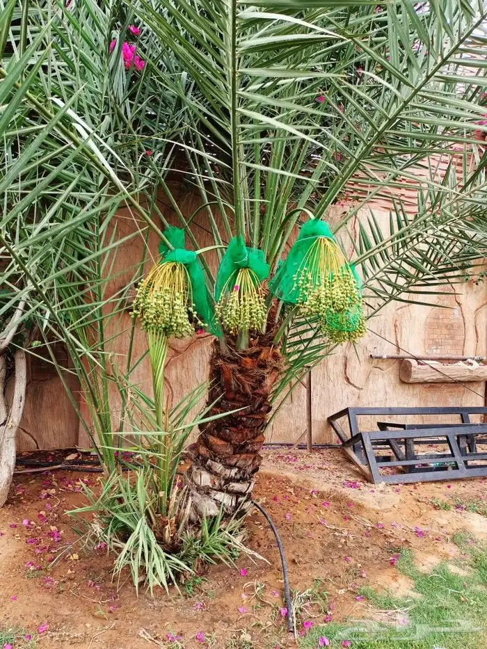 قص الاشجاروالنخيل وترحيل النخيل والاشجار 18