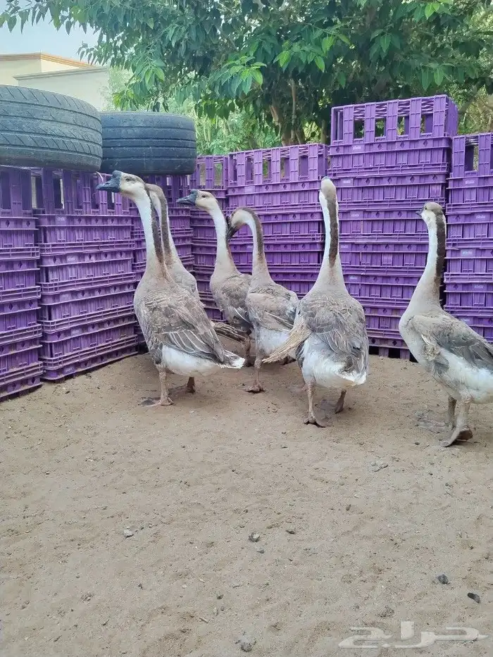 وز عراقي اصيل الكوبرا للبيع 1