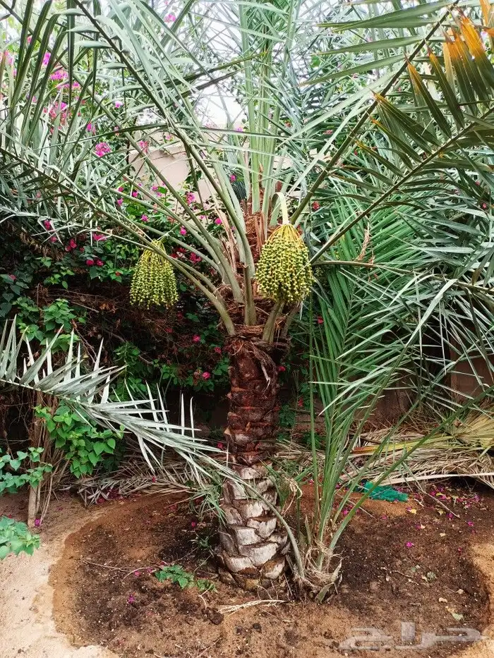 قص الاشجاروالنخيل وترحيل النخيل والاشجار 19