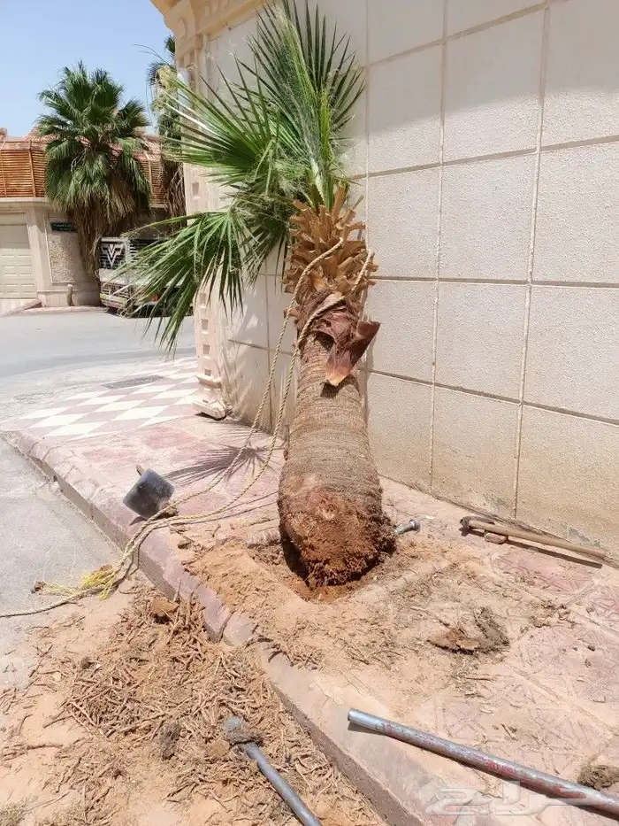 قص الاشجاروالنخيل وترحيل النخيل والاشجار 16