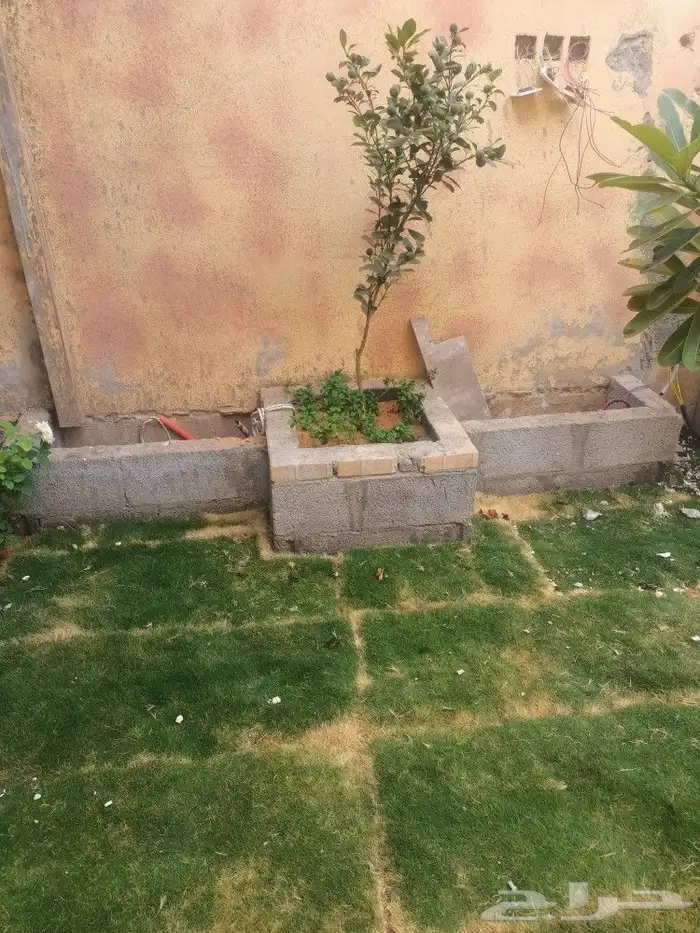 قص الاشجاروالنخيل وترحيل النخيل والاشجار 11