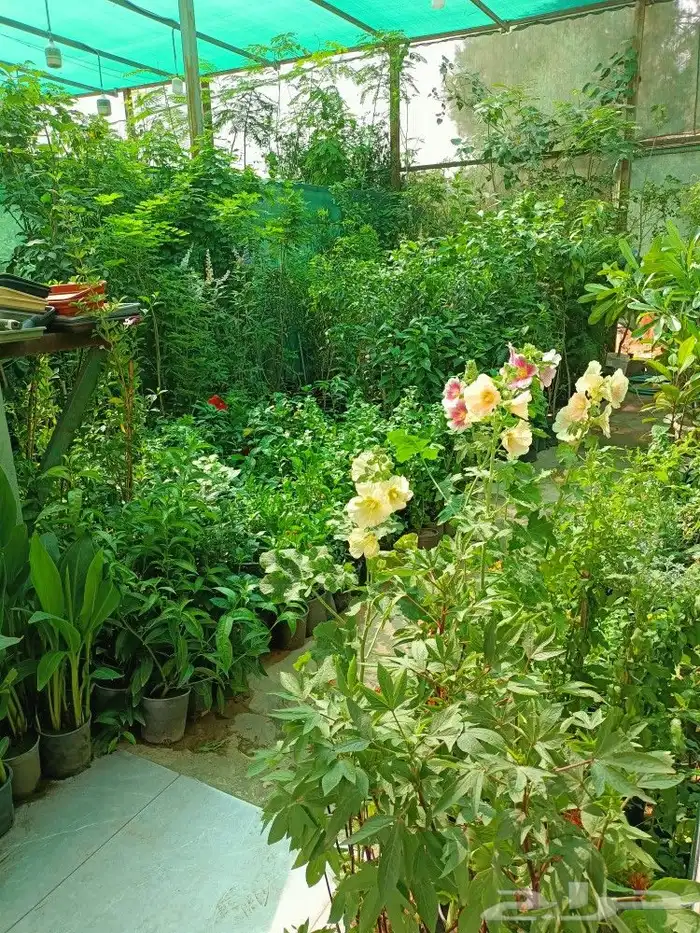 قص الاشجاروالنخيل وترحيل النخيل والاشجار 12