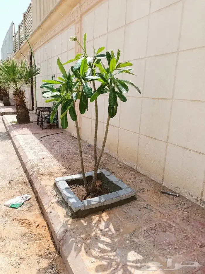 قص الاشجاروالنخيل وترحيل النخيل والاشجار 13