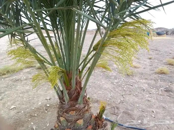 توريد نخيل 5