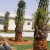 يوجد لدينا نخل للبيع جميع المقاسات نخل القصيم 3