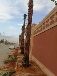 نقوم بتركيب الشبوك العديه ولوزريه بأنواعه وتوريد النخيل وبنا 8