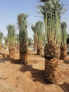 يوجد لدينا نخل للبيع جميع المقاسات نخل القصيم 6