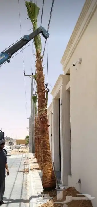 نخل واشنطني 1