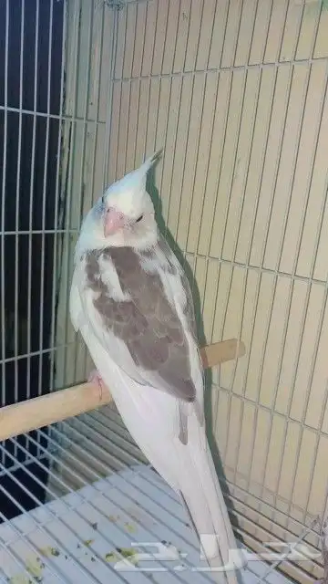 فرخ كروان بايد أليف حمامه 2