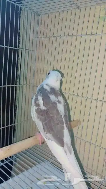 فرخ كروان بايد أليف حمامه 1