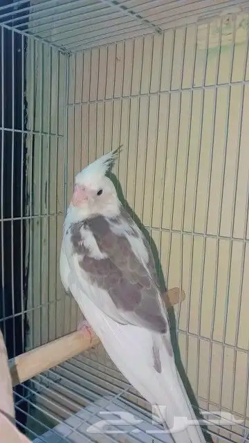 فرخ كروان بايد أليف حمامه 3