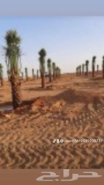 يوجد لدينا نخل للبيع جميع المقاسات نخل القصيم 7